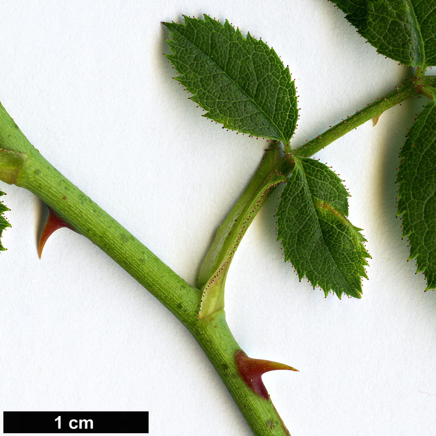 High resolution image: Family: Rosaceae - Genus: Rosa - Taxon: ×nitidula - SpeciesSub: (R.canina × R.rubiginosa)